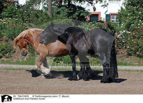 Schleswiger Kaltblut und Friese / coldblood and Friesian horse / TM-01605