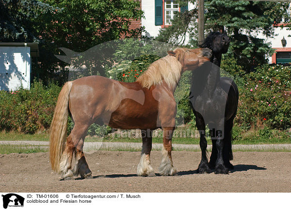 Schleswiger Kaltblut und Friese / coldblood and Friesian horse / TM-01606