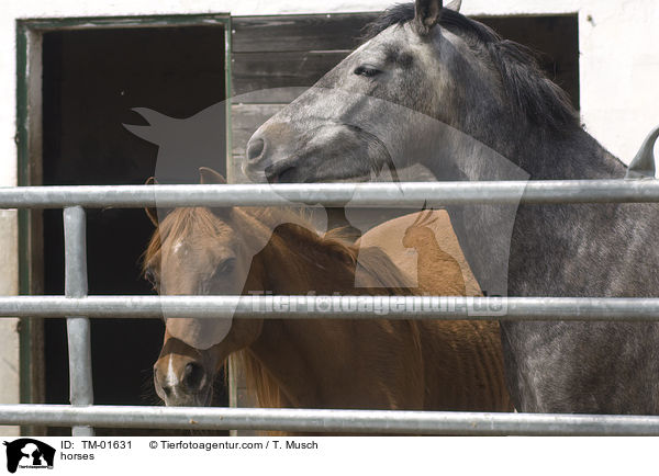 Pferde / horses / TM-01631
