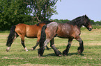 trotting horses