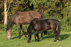 grazing horses