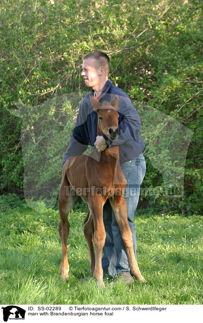 man with Brandenburgian horse foal / SS-02289