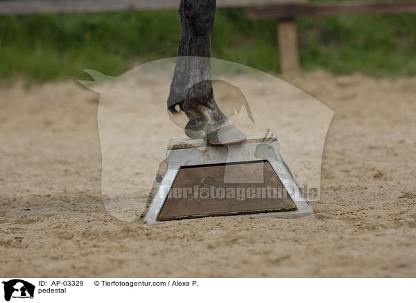 Pferd auf Podest / pedestal / AP-03329