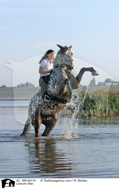 Pferd steigt auf Kommando / Leisure rider / RR-08170