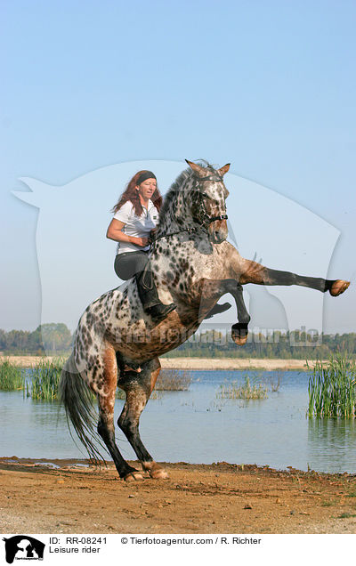 Pferd steigt auf Kommando / Leisure rider / RR-08241