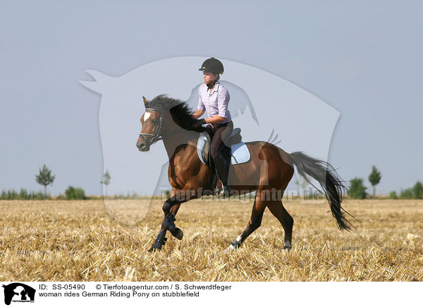 Frau reitet Deutsches Reitpony / woman rides pony on stubblefield / SS-05490