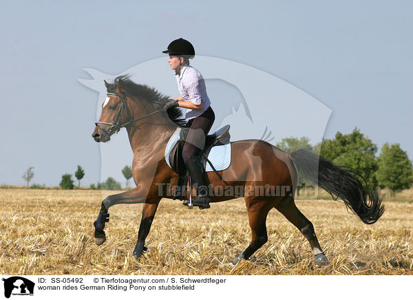 Frau reitet Deutsches Reitpony / woman rides pony on stubblefield / SS-05492