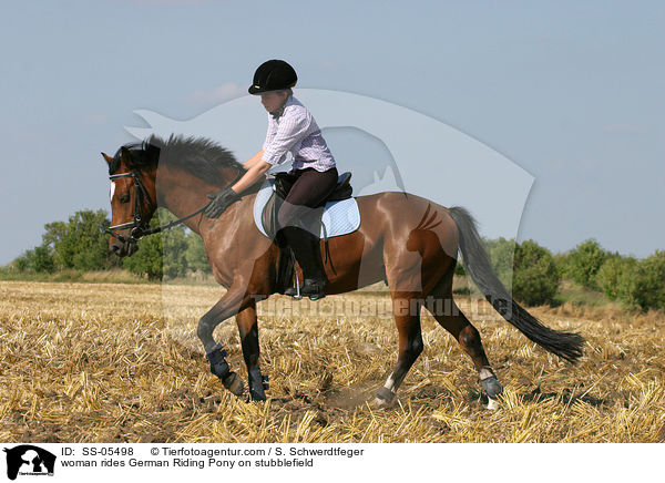 Frau reitet Deutsches Reitpony / woman rides pony on stubblefield / SS-05498