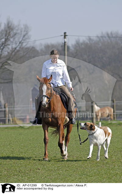 Reitbegleithund / rider accompanied by dog / AP-01299