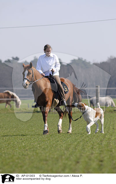 rider accompanied by dog / AP-01303