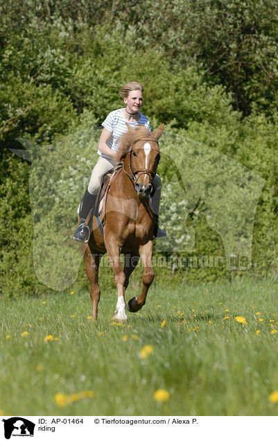 Freizeitreiter / riding / AP-01464