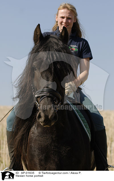 Friese Portrait / friesian horse portrait / AP-01635