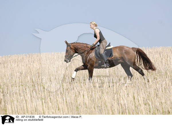 Ritt ber ein Stoppelfeld / riding on stubblefield / AP-01836