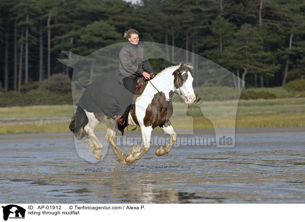 Ritt durchs Wattenmeer / riding through mudflat / AP-01912