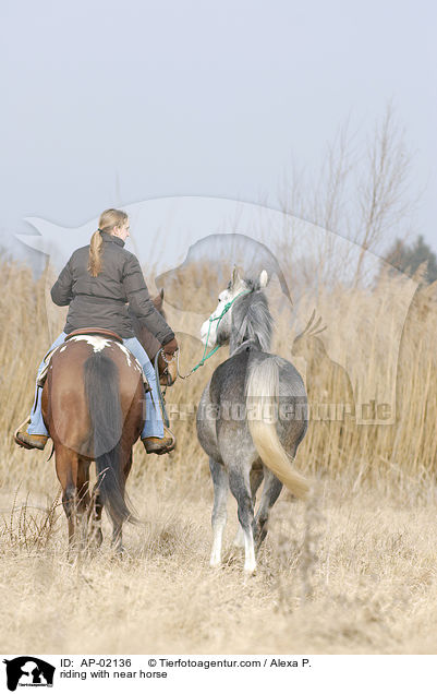 reiten mit Handpferd / riding with near horse / AP-02136