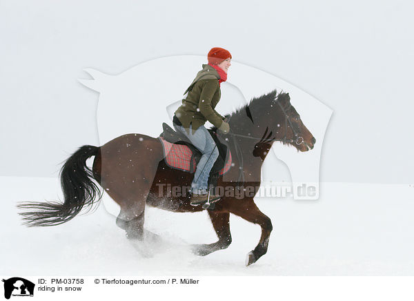 reiten im Schnee / riding in snow / PM-03758