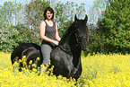 Friesian Horse