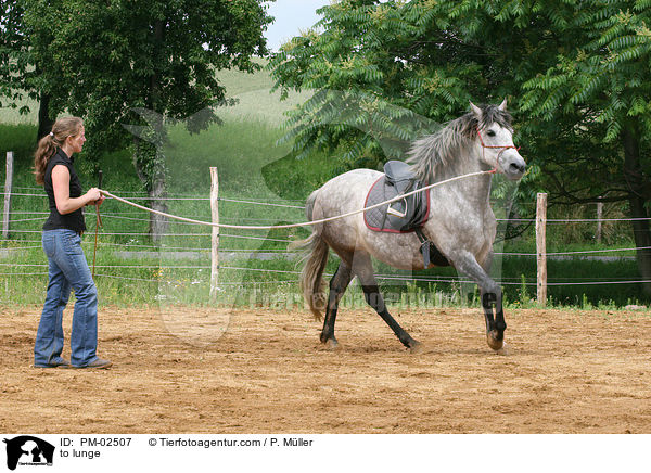 longieren / to lunge / PM-02507