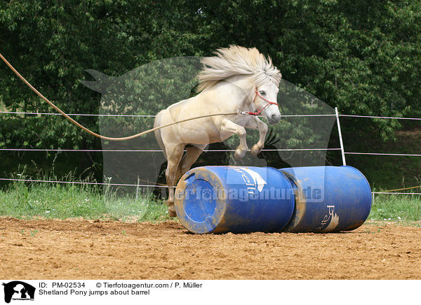 Bodenarbeit / Shetland Pony jumps about barrel / PM-02534