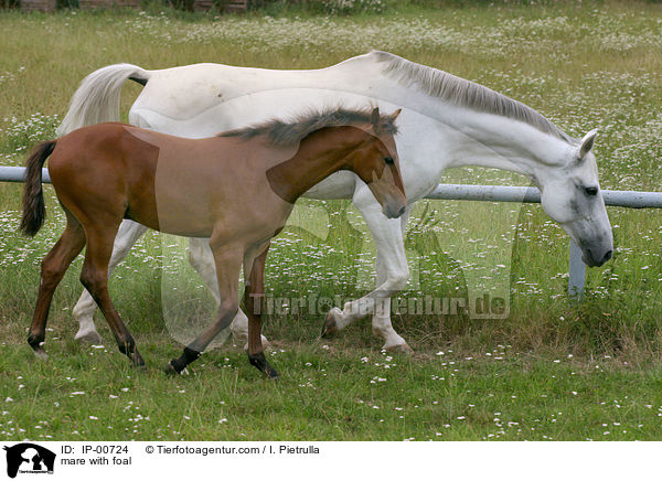 mare with foal / IP-00724