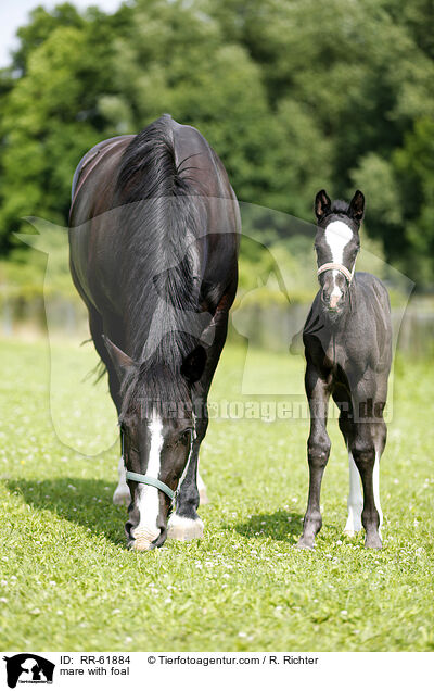 Stute mit Fohlen / mare with foal / RR-61884