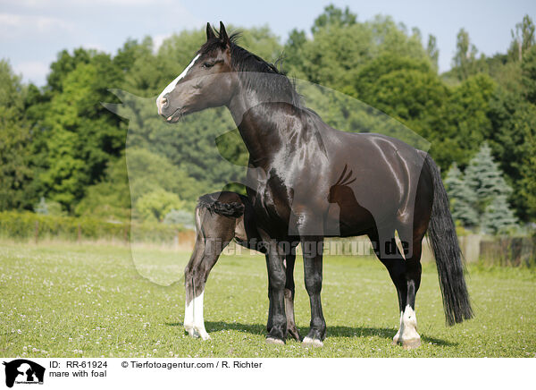 Stute mit Fohlen / mare with foal / RR-61924