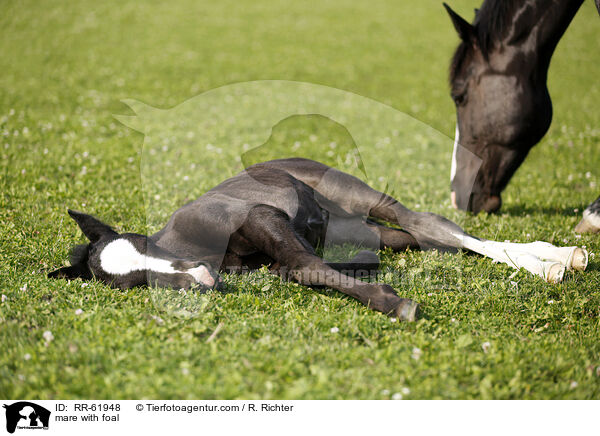 Stute mit Fohlen / mare with foal / RR-61948