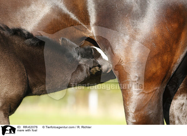 Stute mit Fohlen / mare with foal / RR-62076