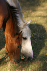 mare with foal