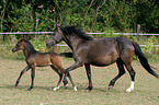 mare with foal