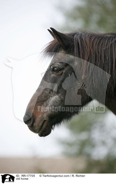 altes Pferd / old horse / RR-17705