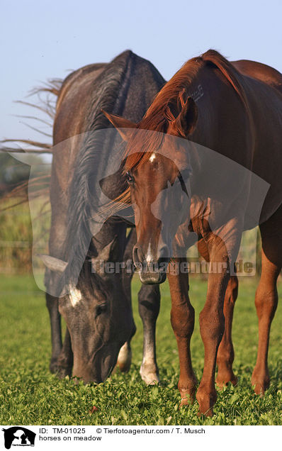 Pferde auf der Weide / horses on meadow / TM-01025