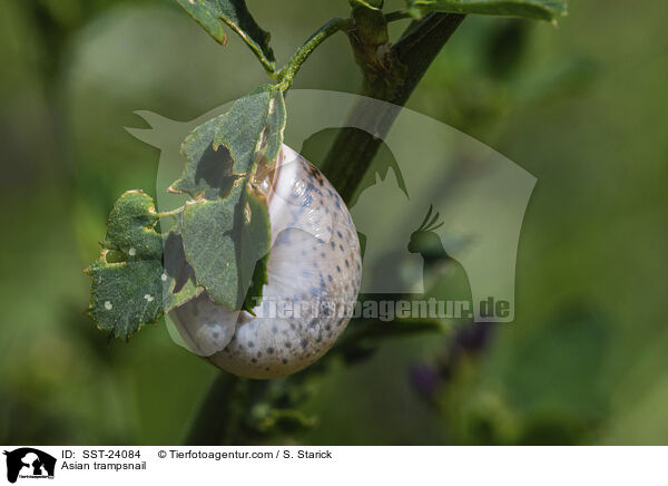 Bradybaena similaris / Asian trampsnail / SST-24084