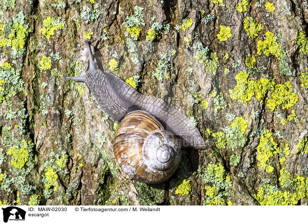 Weinbergschnecke / escargot / MAW-02030