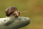 Orchard Snail