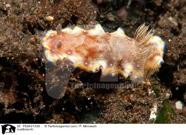 Nacktschnecke / nudibranch / PEM-01336