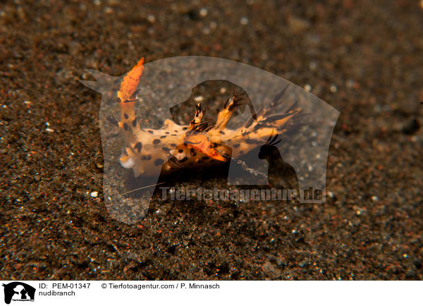 Nacktschnecke / nudibranch / PEM-01347