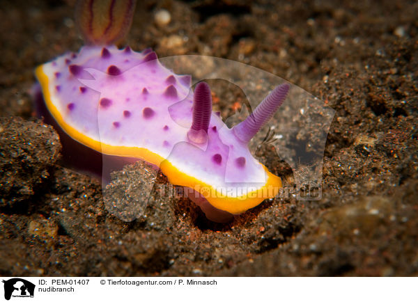 Nacktschnecke / nudibranch / PEM-01407