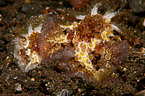 nudibranch