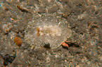 nudibranch