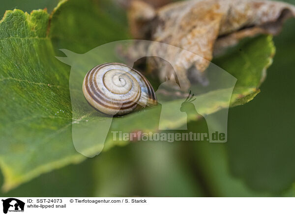 Garten-Bnderschnecke / white-lipped snail / SST-24073