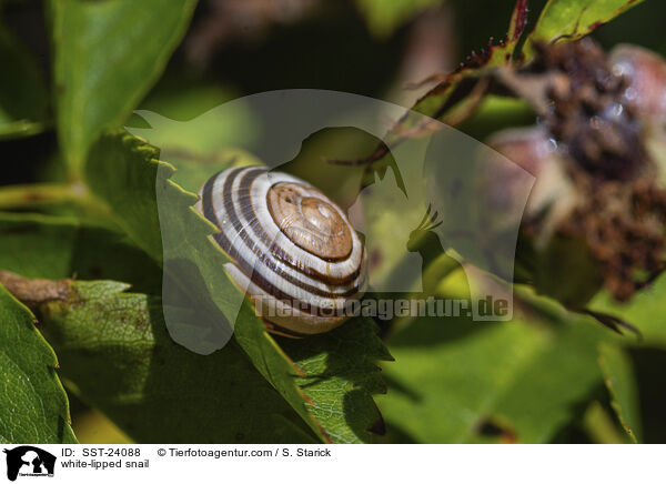 Garten-Bnderschnecke / white-lipped snail / SST-24088