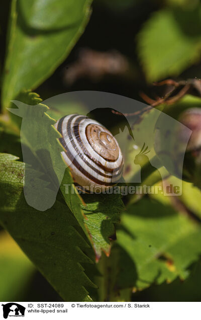 Garten-Bnderschnecke / white-lipped snail / SST-24089