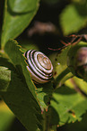 white-lipped snail