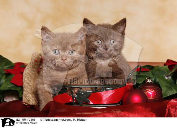 Weihnachtsktzchen / christmas kitten / RR-19166