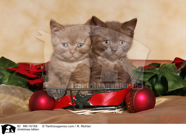 Weihnachtsktzchen / christmas kitten / RR-19168