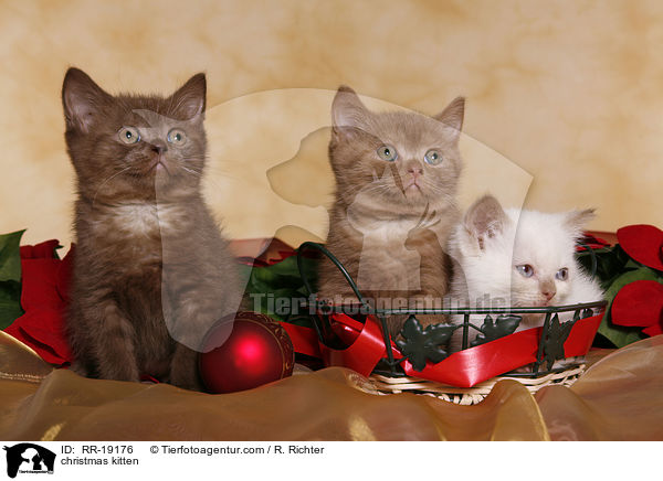 Weihnachtsktzchen / christmas kitten / RR-19176