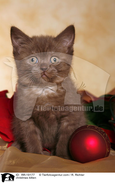 Weihnachtsktzchen / christmas kitten / RR-19177