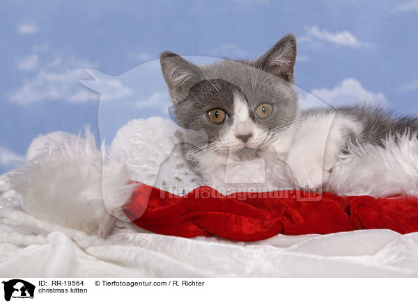 Weihnachtsktzchen / christmas kitten / RR-19564