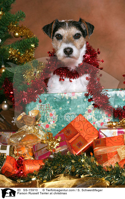 Parson Russell Terrier an Weihnachten / Parson Russell Terrier at christmas / SS-15910